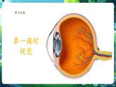 【核心素養(yǎng)優(yōu)質(zhì)課】冀少版生物七年級下冊 3.5.3.1感覺的形成（視覺）（課件+同步教案+導(dǎo)學(xué)案+分層作業(yè)）