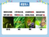 2.2.1無脊椎動(dòng)物體內(nèi)沒有脊柱-第2課時(shí)課件-2024--2025學(xué)年濟(jì)南版生物七年級(jí)上冊