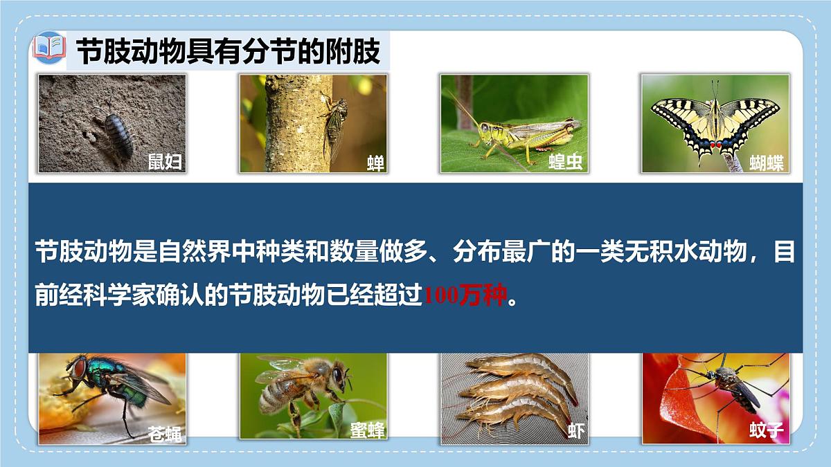 2.2.1无脊椎动物体内没有脊柱-第2课时课件-2024--2025学年济南版生物七年级上册第4页