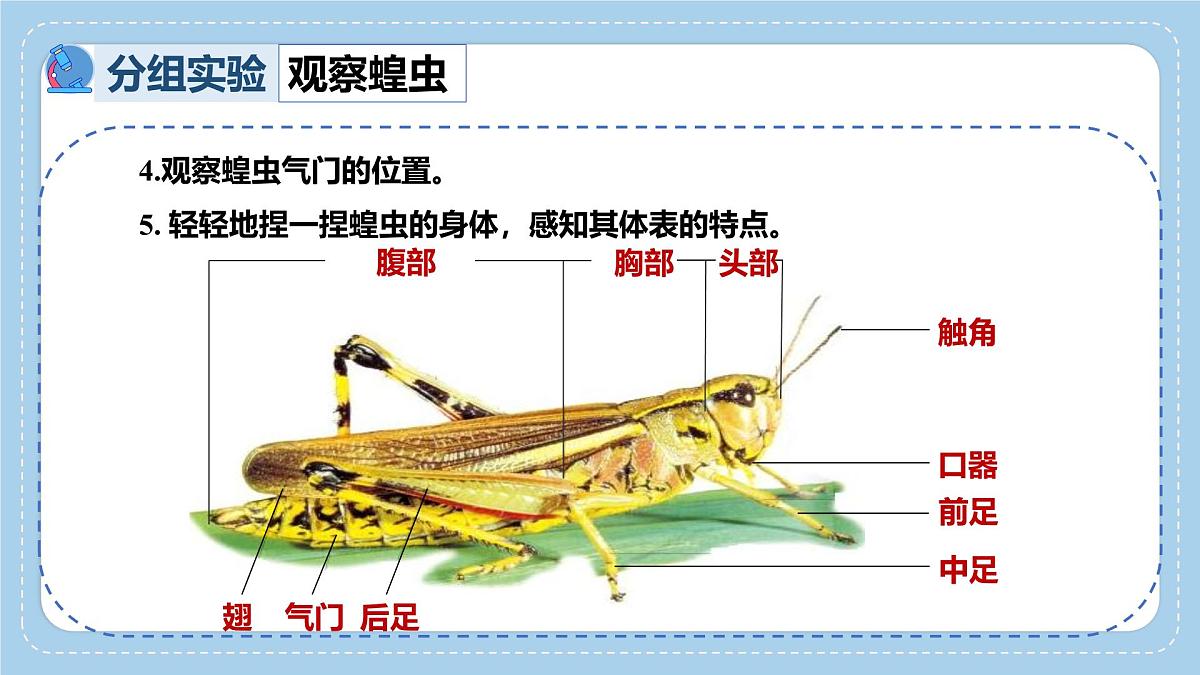 2.2.1无脊椎动物体内没有脊柱-第2课时课件-2024--2025学年济南版生物七年级上册第6页