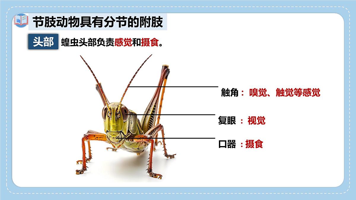 2.2.1无脊椎动物体内没有脊柱-第2课时课件-2024--2025学年济南版生物七年级上册第7页
