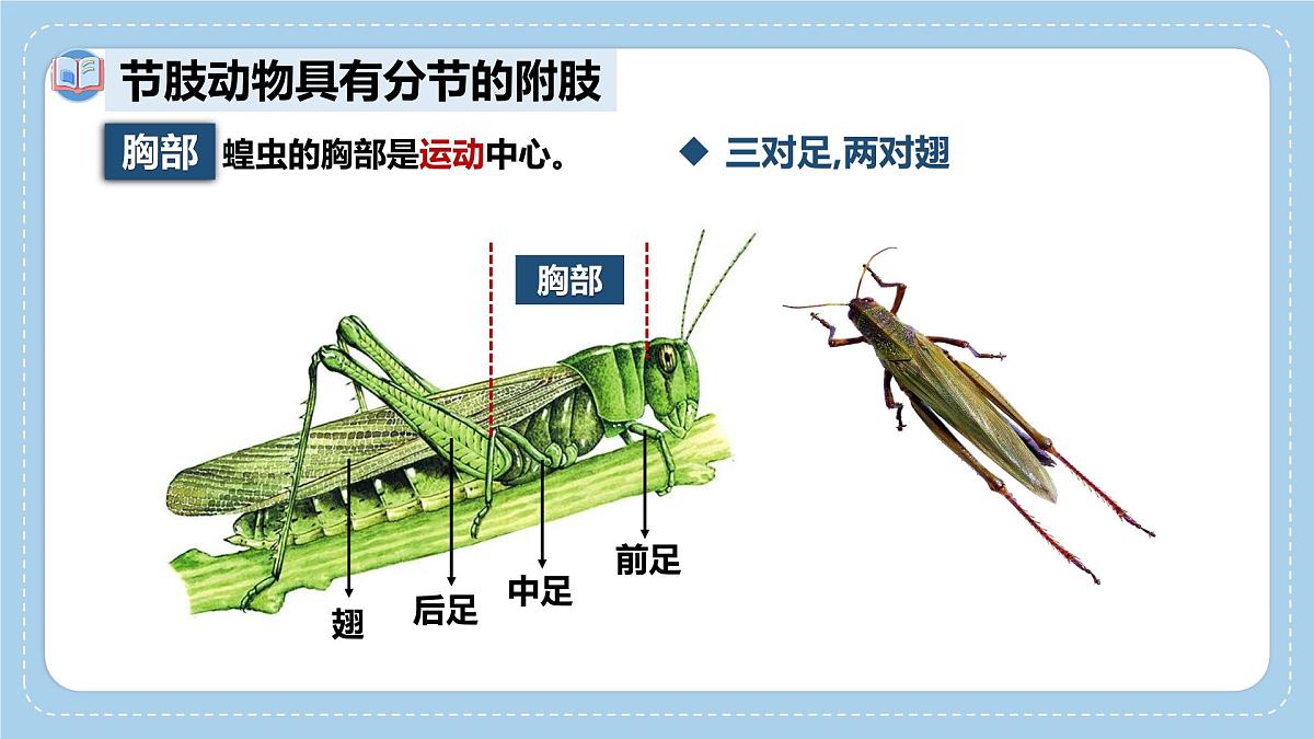 2.2.1无脊椎动物体内没有脊柱-第2课时课件-2024--2025学年济南版生物七年级上册第8页