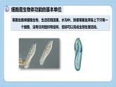 1.2.1細(xì)胞是生物體結(jié)構(gòu)和功能的基本單位-第2課時課件 2025學(xué)年濟(jì)南版生物七年級上冊