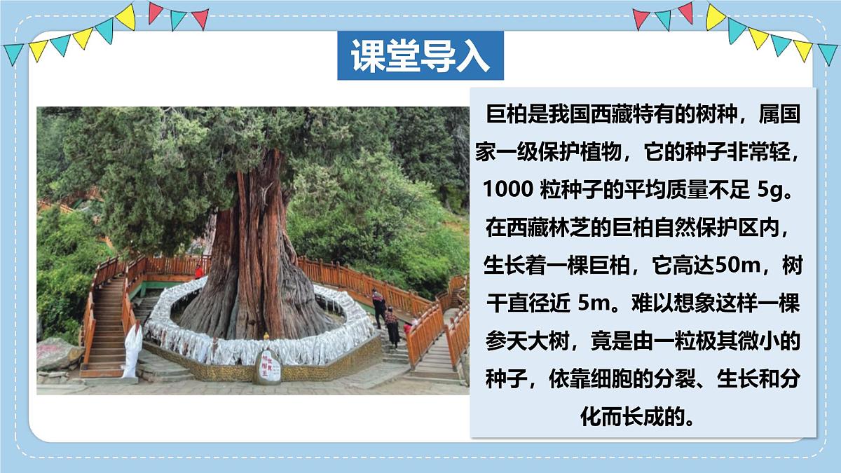 1.2.2细胞通过分裂和分化形成不同组织-第1课时课件 2025学年济南版生物七年级上册第3页