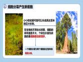 1.2.2細(xì)胞通過分裂和分化形成不同組織-第1課時(shí)課件 2025學(xué)年濟(jì)南版生物七年級(jí)上冊(cè)