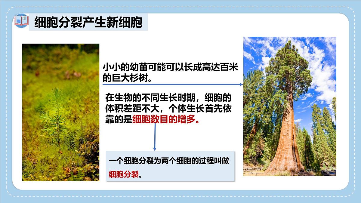 1.2.2细胞通过分裂和分化形成不同组织-第1课时课件 2025学年济南版生物七年级上册第4页