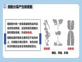 1.2.2細(xì)胞通過分裂和分化形成不同組織-第1課時(shí)課件 2025學(xué)年濟(jì)南版生物七年級(jí)上冊(cè)
