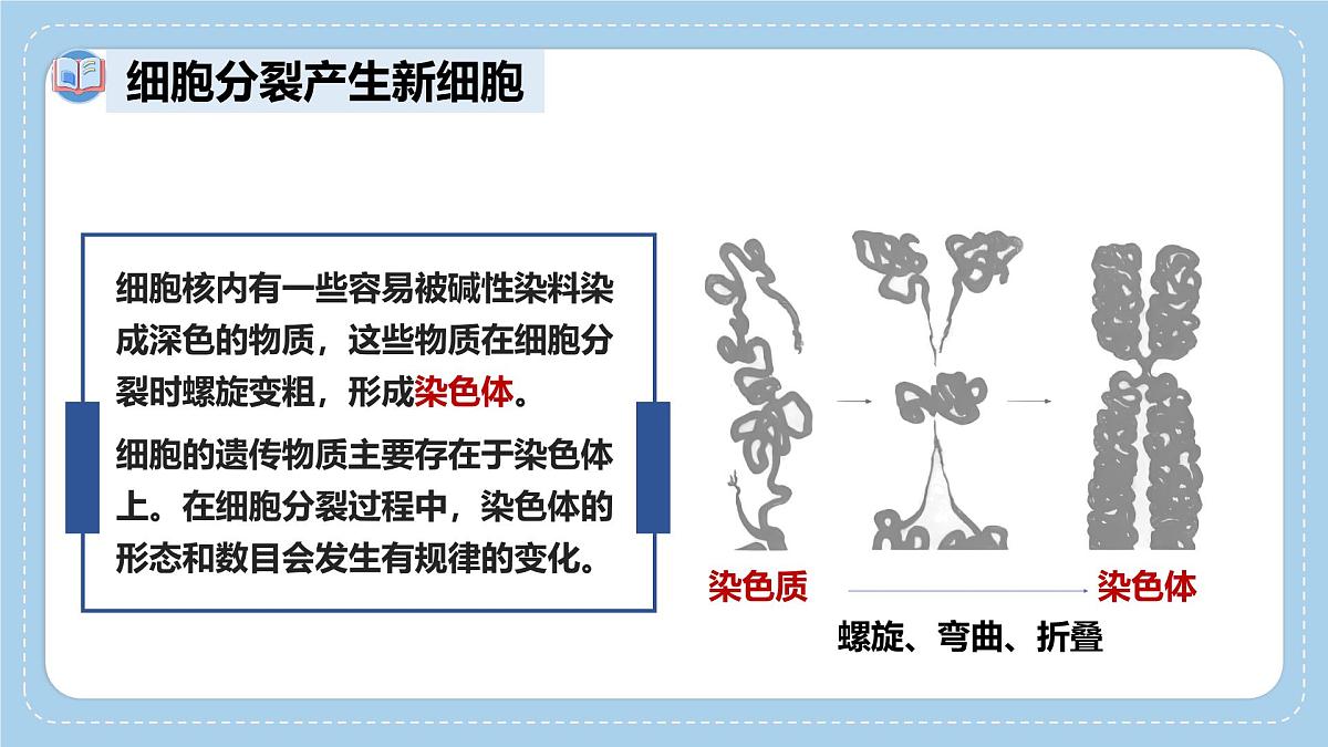 1.2.2细胞通过分裂和分化形成不同组织-第1课时课件 2025学年济南版生物七年级上册第5页