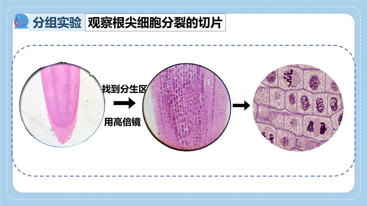 1.2.2细胞通过分裂和分化形成不同组织-第1课时课件 2025学年济南版生物七年级上册第7页