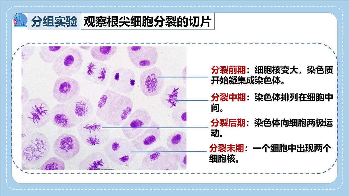 1.2.2细胞通过分裂和分化形成不同组织-第1课时课件 2025学年济南版生物七年级上册第8页