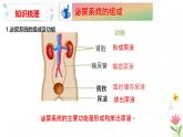 第四章 泌尿系統(tǒng)與廢物排出（章末復(fù)習(xí)課件）-2024-2025學(xué)年七年級生物下冊（冀少版2024）