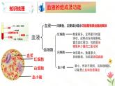 第二章  循環(huán)系統(tǒng)與物質(zhì)運輸（章末復(fù)習(xí)課件）-2024-2025學(xué)年七年級生物下冊（冀少版2024）
