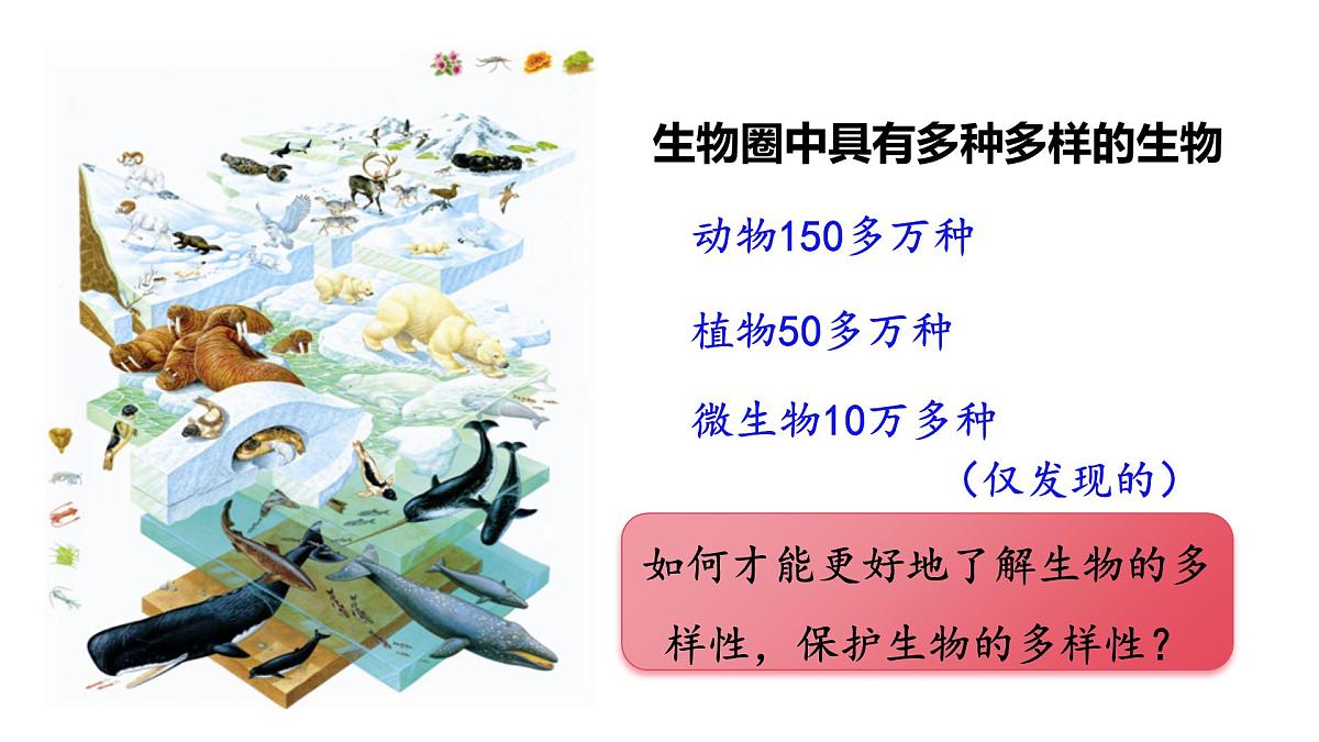 人教版（2024）生物七年级上册7.4.1尝试对生物进行分类课件第4页