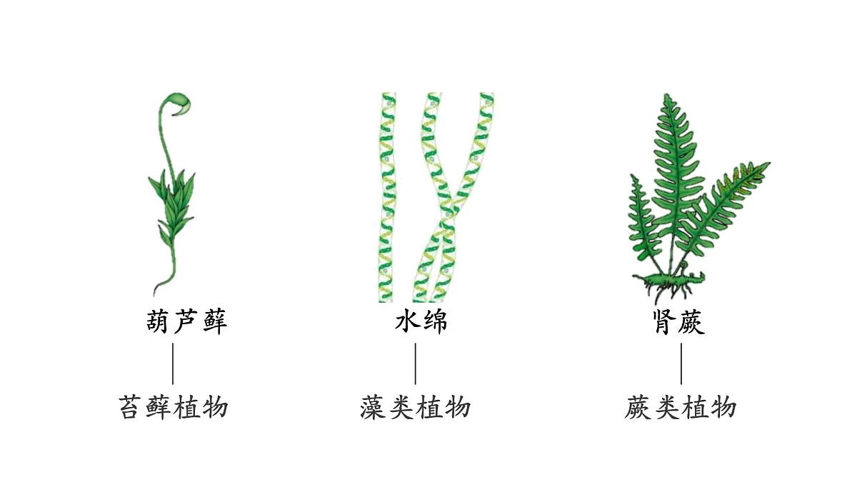 人教版（2024）生物七年级上册7.4.1尝试对生物进行分类课件第6页