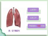 人教版初中生物七下4.3.2 发生在肺内的气体交换课件