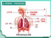 人教版初中生物七下4.3.1  呼吸道对空气的处理课件