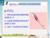 11.3 運動的形成 2025學年七年級生物下冊同步優(yōu)質(zhì)課件（北師大版2024）