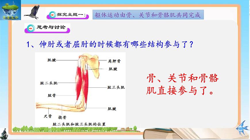 11.3 运动的形成 2025学年七年级生物下册同步优质课件（北师大版2024）第6页