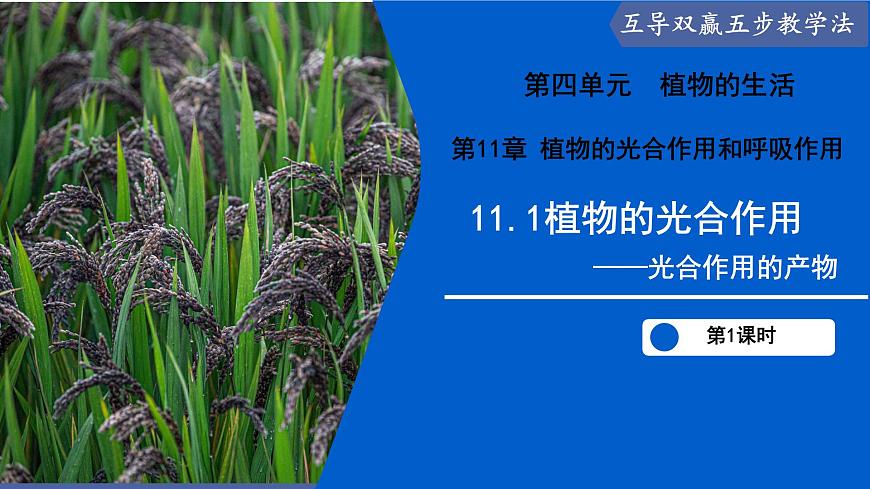 11.1 植物的光合作用（第2课时）（课件）2025学年七年级生物下册苏教版第1页