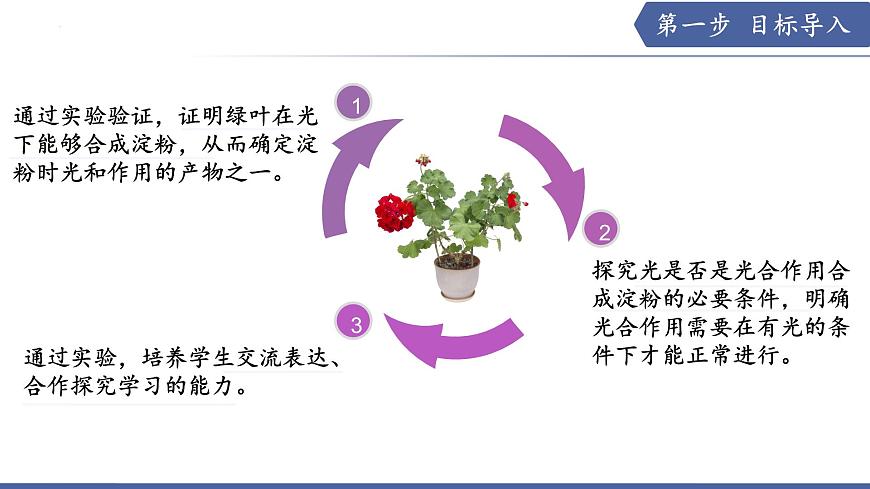 11.1 植物的光合作用（第2课时）（课件）2025学年七年级生物下册苏教版第2页