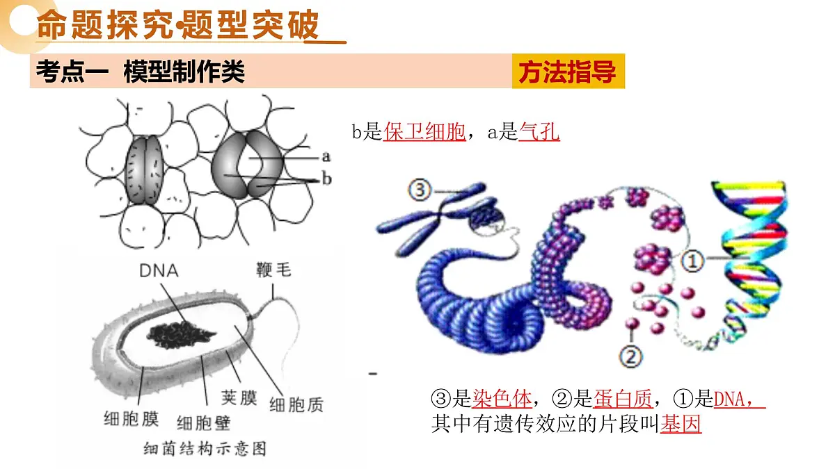 主题七+跨学科实践（二轮突破课件）2025年中考生物二轮复习讲练测（江苏专用）第8页