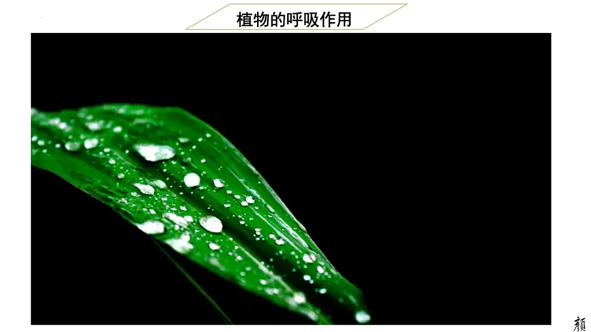 2024-2025学年济南版生物七年级下册 3.1.4 植物通过呼吸作用为生命活动提供能量课件第4页
