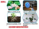 2024-2025學年濟南版生物七年級下冊 3.1.4植物通過呼吸作用為生命活動提供能量課件