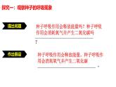 2024-2025學年濟南版生物七年級下冊 3.1.4植物通過呼吸作用為生命活動提供能量課件