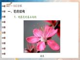 2024-2025學(xué)年濟(jì)南版生物七年級下冊 3.2.1 花是被子植物特有的生殖器官  課件 (2)