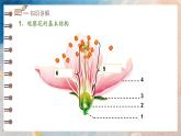 2024-2025學(xué)年濟(jì)南版生物七年級下冊 3.2.1 花是被子植物特有的生殖器官  課件 (2)