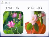 2024-2025學(xué)年濟(jì)南版生物七年級下冊 3.2.1 花是被子植物特有的生殖器官  課件