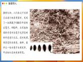 2024-2025學(xué)年濟(jì)南版生物七年級下冊 3.2.3  種子萌發(fā)需要適宜的條件  課件 (2)