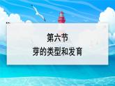 2024-2025學年濟南版生物七年級下冊 3.2.4 芽是未發(fā)育的枝條或花  課件 (2)