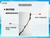 2024-2025學年濟南版生物七年級下冊 3.2.4 芽是未發(fā)育的枝條或花  課件 (2)