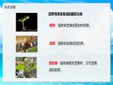 2024-2025學年濟南版生物七年級下冊 3.2.4 芽是未發(fā)育的枝條或花  課件 (2)