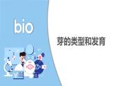 2024-2025學年濟南版生物七年級下冊 3.2.4 芽是未發(fā)育的枝條或花  課件