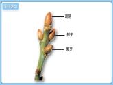2024-2025學年濟南版生物七年級下冊 3.2.4 芽是未發(fā)育的枝條或花  課件