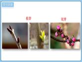 2024-2025學年濟南版生物七年級下冊 3.2.4 芽是未發(fā)育的枝條或花  課件