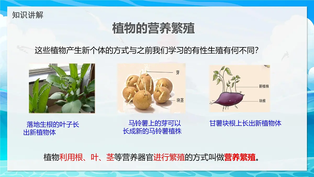 2024-2025学年济南版生物七年级下册 4.1.1 无性生殖保持了生物遗传特征的稳定 课件第3页