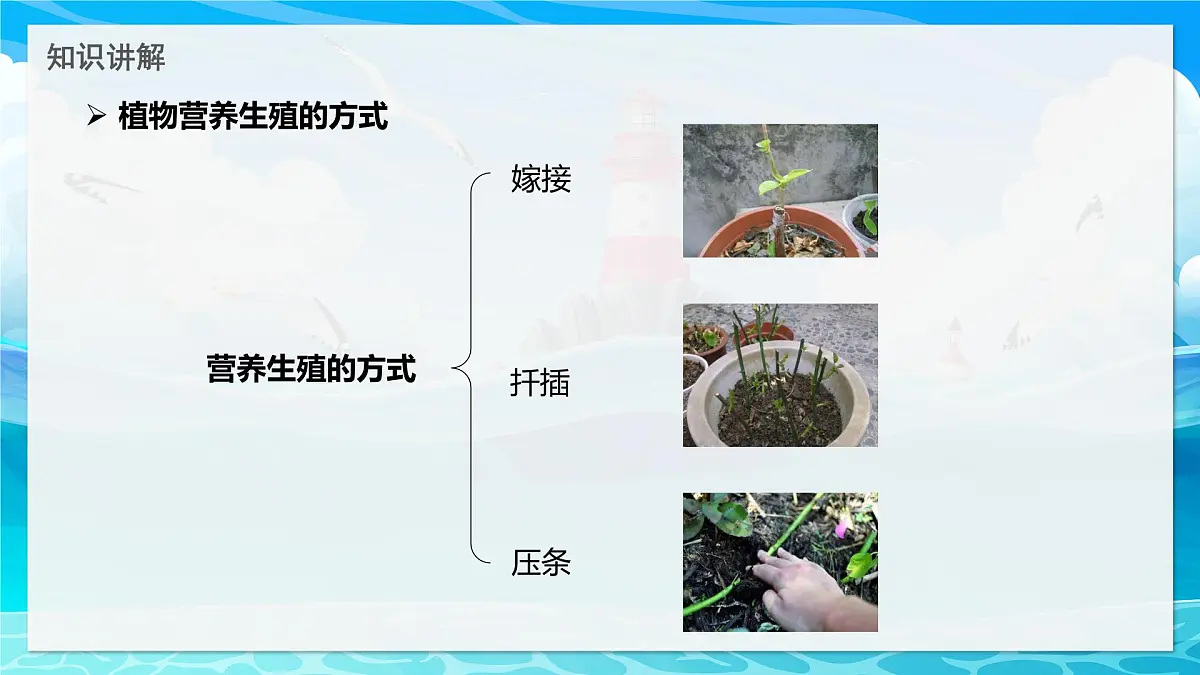 2024-2025学年济南版生物七年级下册 4.1.1 无性生殖保持了生物遗传特征的稳定 课件第4页