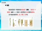 2024-2025學(xué)年濟(jì)南版生物七年級下冊 4.1.1  無性生殖保持了生物遺傳特征的穩(wěn)定  課件