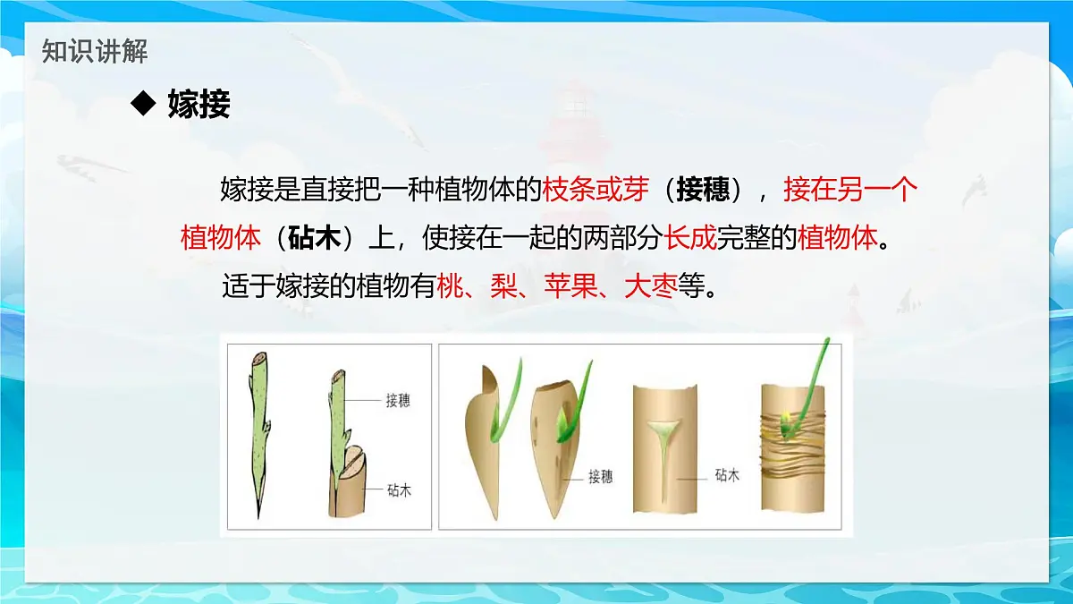 2024-2025学年济南版生物七年级下册 4.1.1 无性生殖保持了生物遗传特征的稳定 课件第5页
