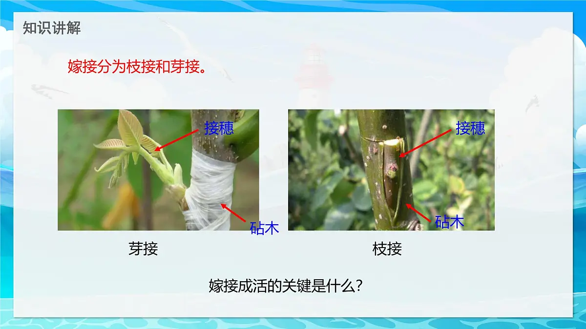 2024-2025学年济南版生物七年级下册 4.1.1 无性生殖保持了生物遗传特征的稳定 课件第6页