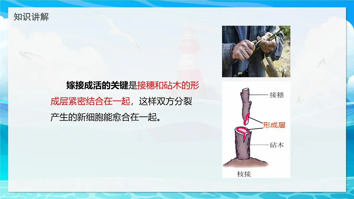 2024-2025学年济南版生物七年级下册 4.1.1 无性生殖保持了生物遗传特征的稳定 课件第7页
