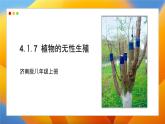 2024-2025學(xué)年濟(jì)南版生物七年級下冊 4.1.1  無性生殖保持了生物遺傳特征的穩(wěn)定 課件