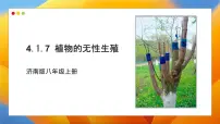 济南版（2024）七年级下册（2024）无性生殖保持了生物遗传特征的稳定教学ppt课件
