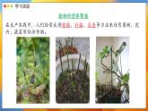 2024-2025學(xué)年濟(jì)南版生物七年級下冊 4.1.1  無性生殖保持了生物遺傳特征的穩(wěn)定 課件