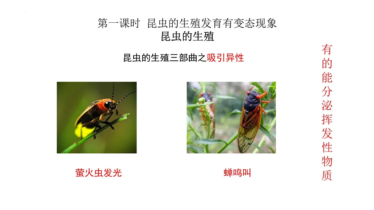 2024-2025学年济南版生物七年级下册 4.1.2有性生殖增加了后代的多样性课件第2页