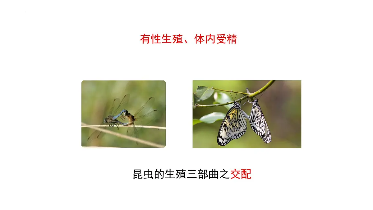 2024-2025学年济南版生物七年级下册 4.1.2有性生殖增加了后代的多样性课件第3页