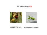 2024-2025學(xué)年濟(jì)南版生物七年級(jí)下冊(cè) 4.1.2有性生殖增加了后代的多樣性課件